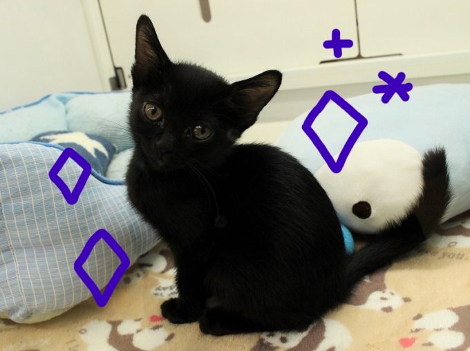 加古川店：黒猫ちゃん登場の巻乁( ˙ω˙ 乁) | ペットプラザ｜仔犬