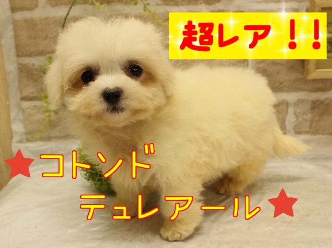加古川店：コトンドテュレアール登場の巻乁( ˙ω˙ 乁) | ペットプラザ