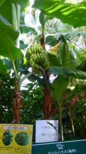 温室バナナ