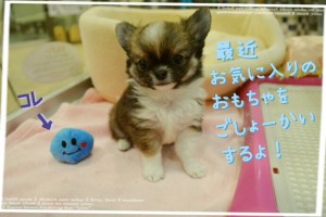 ブログ　灘