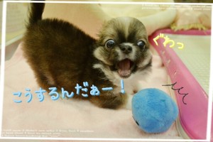 ブログ　灘