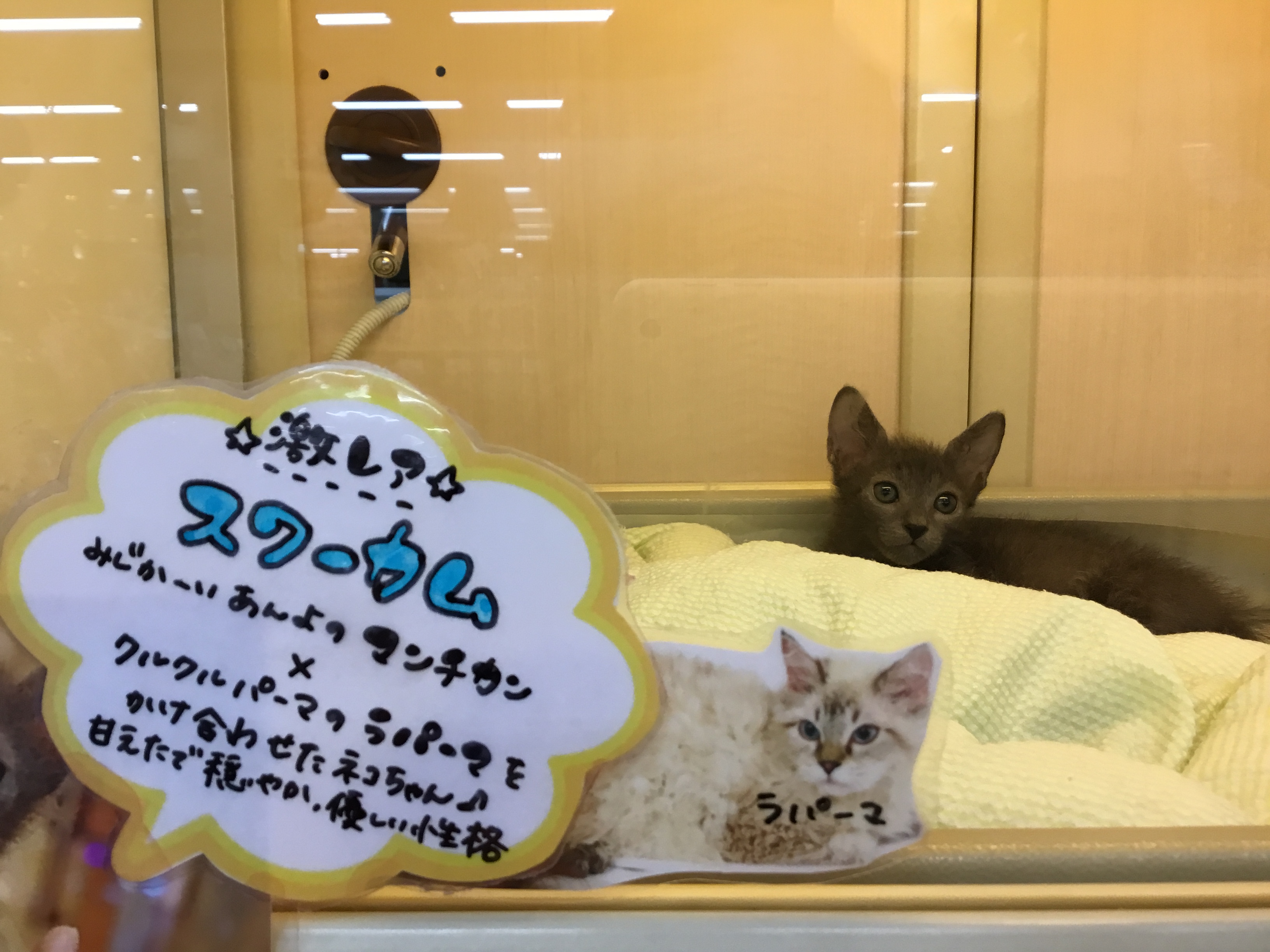 珍しいねこちゃん🐱❤️ | ペットプラザ｜仔犬・仔猫の生体販売 ペット用品・フード販売店