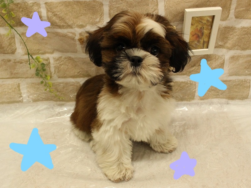 加古川店 あざと可愛いシーズーちゃんの巻乁 W 乁 ペットプラザ 仔犬 仔猫の生体販売 ペット用品 フード販売店