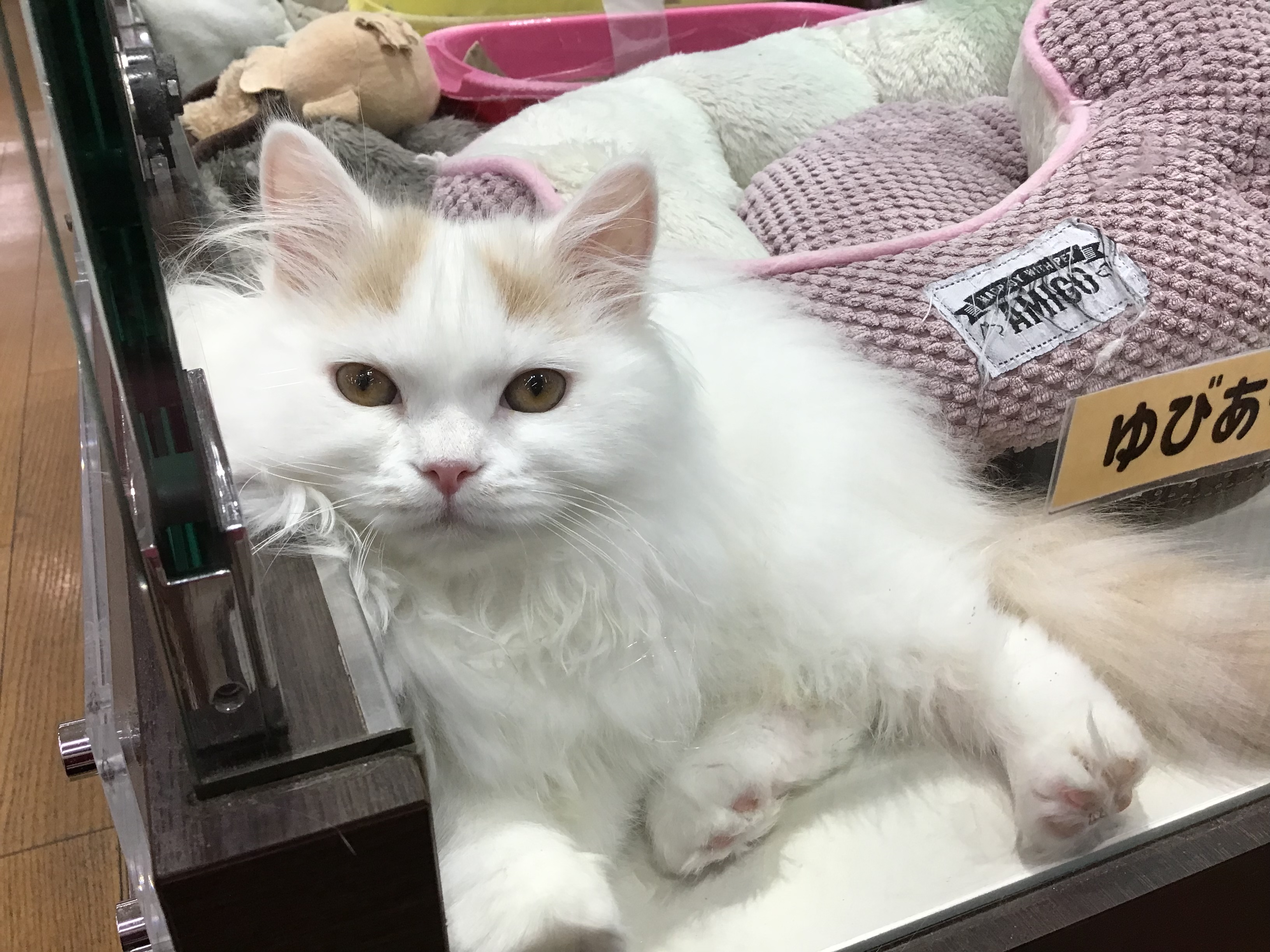 十四代 - ねこちゃんさま専用 十四代 - ねこちゃん様 専用 十四代の日本酒