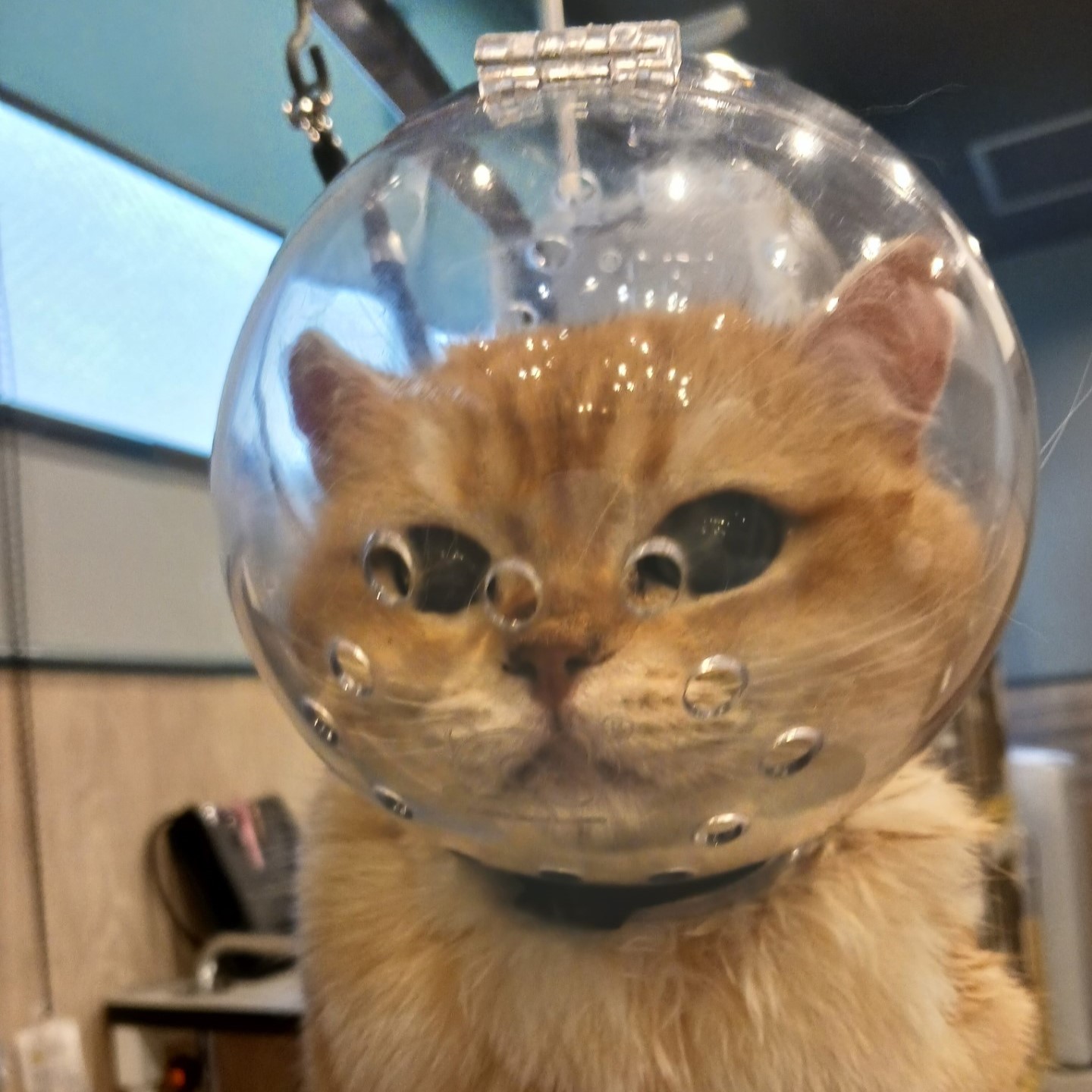 宇宙ねこ🐱 | ペットプラザ｜仔犬・仔猫の生体販売 ペット用品・フード 