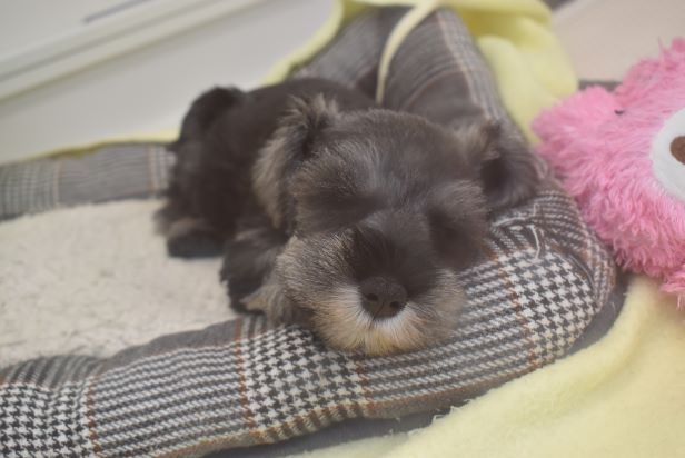 とある日の休日 | ペットプラザ｜仔犬・仔猫の生体販売 ペット用品 ..., 画像サイズ:616x412