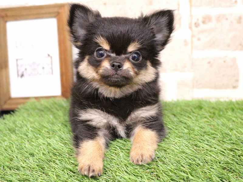 チワワ、うめ様ご確認用 チワワ 】小さめ！童顔！いつまでも子犬フェイスの激かわ天使が