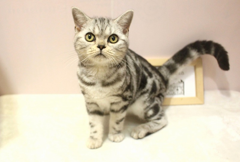 アメリカンショートヘアー25-0638