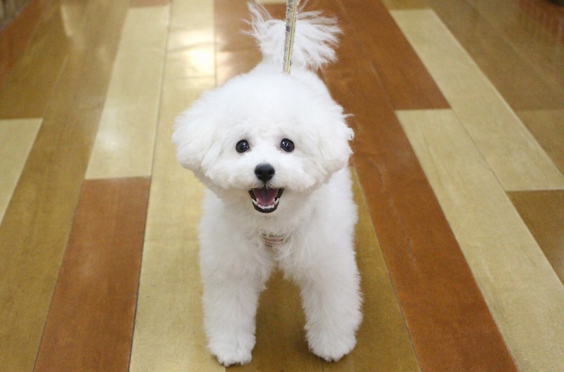 トイプードル25-0630