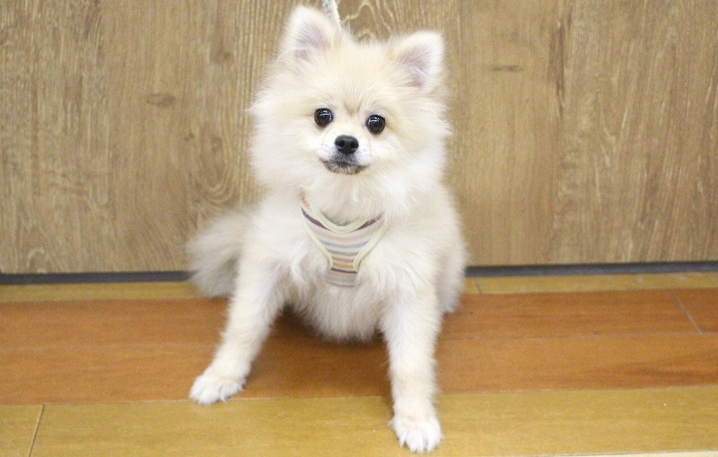 ポメラニアン25-0576