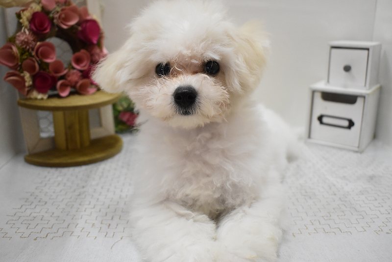 ビションフリーゼ25-0679