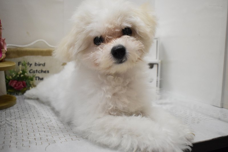 ビションフリーゼ25-0679