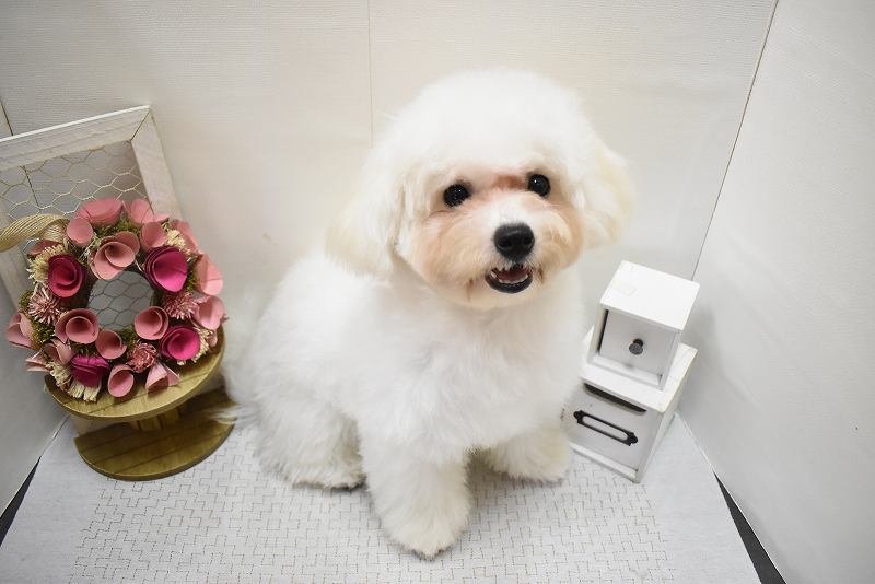 ビションフリーゼ25-0679