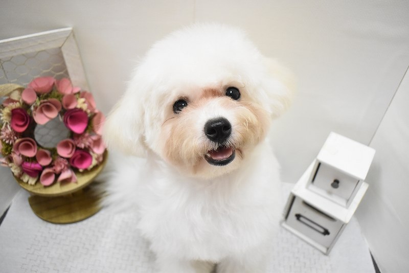 ビションフリーゼ25-0679