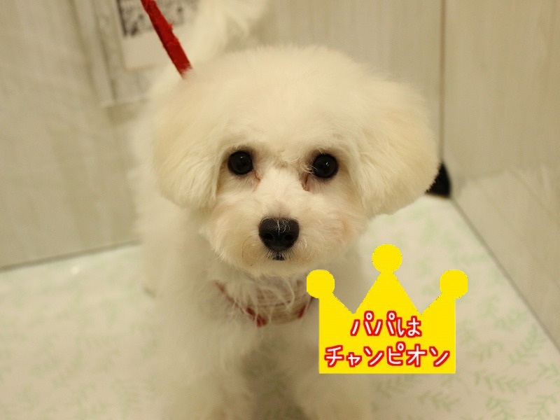 ビションフリーゼ25-0687