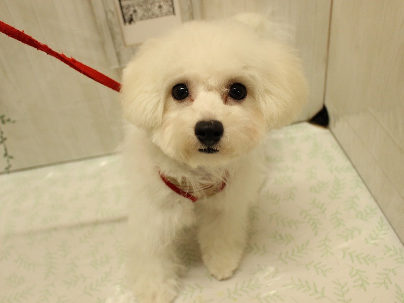 ビションフリーゼ25-0687