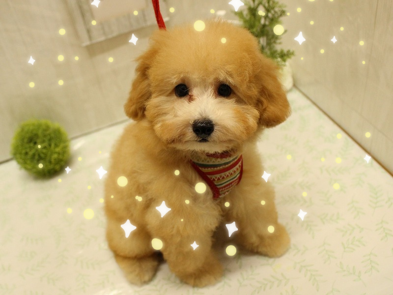 トイプードル25-0731