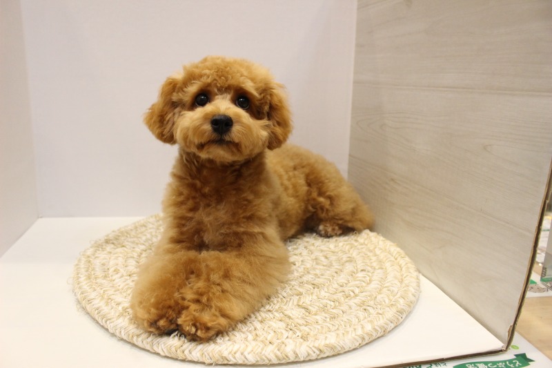 トイプードル25-0737