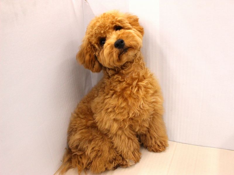 トイプードル25-0737