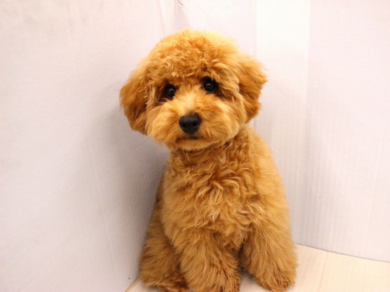 トイプードル25-0737