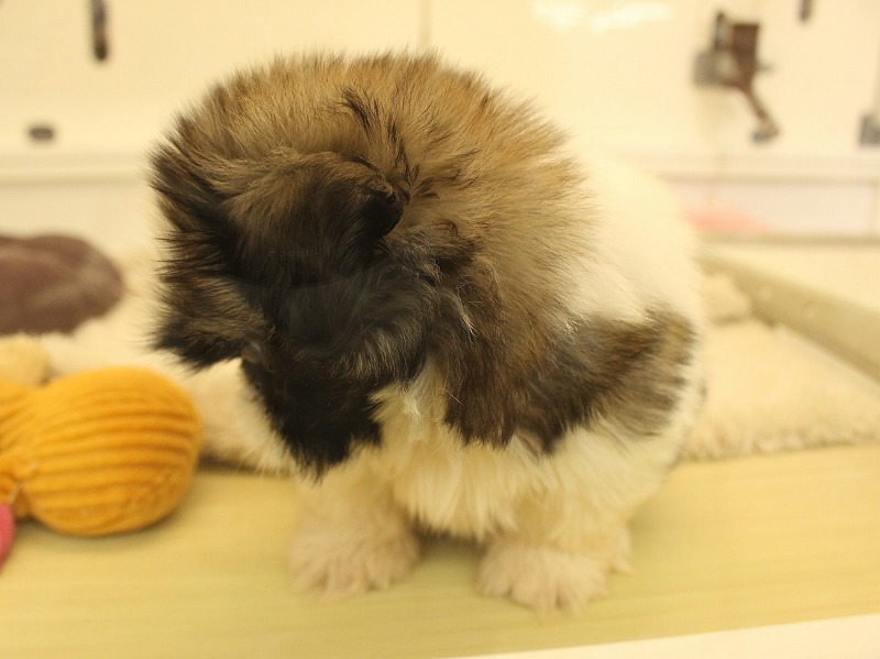 加古川店：ミニマム野獣の巻乁( ˙ω˙ 乁)