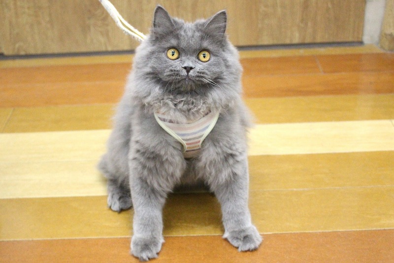 ブリティッシュロングヘアー25-0745