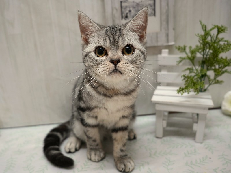 アメリカンショートヘアー25-0747