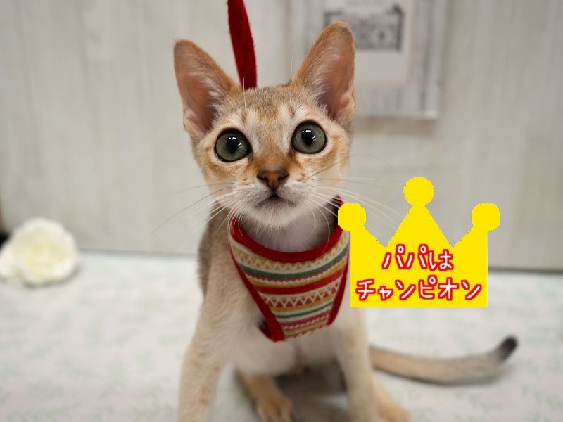 シンガプーラ25-0872