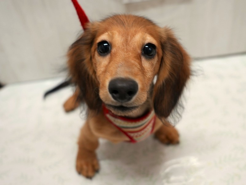 ミニチュアダックスフンド25-0862