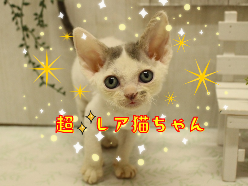 ねこちゃんさま専用 ねこちゃん様 リクエスト 2点 まとめ商品 （猫ちゃん&無言引取様
