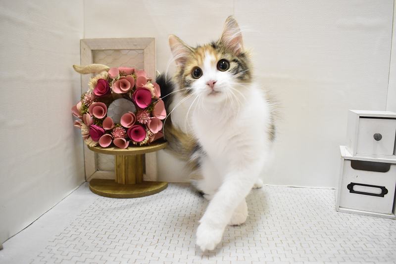 ノルウェージャンフォレストキャット25-0780