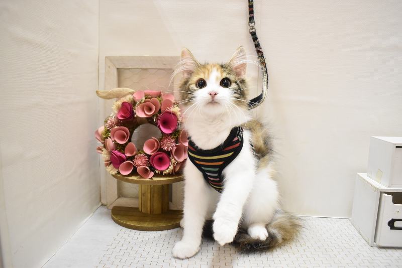 ノルウェージャンフォレストキャット25-0780