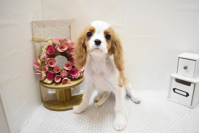 キャバリアキングチャールズスパニエル25-0789