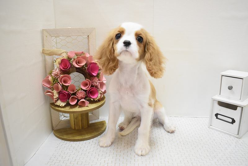 キャバリアキングチャールズスパニエル25-0789