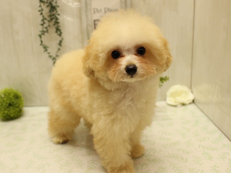 トイプードル25-0790