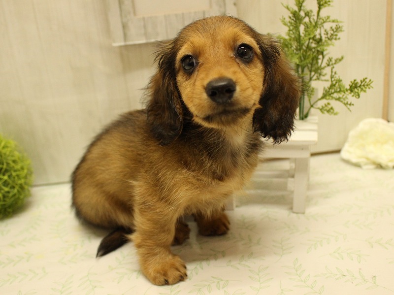 ミニチュアダックスフンド25-0862