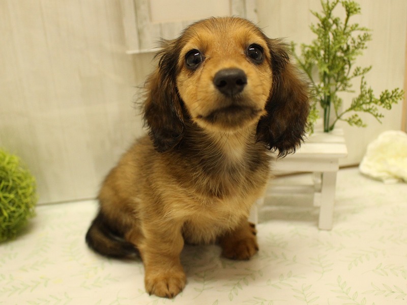 ミニチュアダックスフンド25-0862