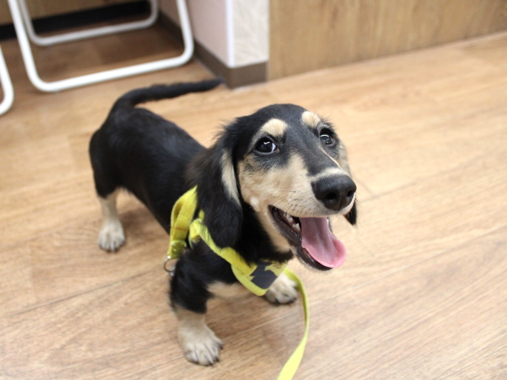 ミニチュアダックスフント25-0784