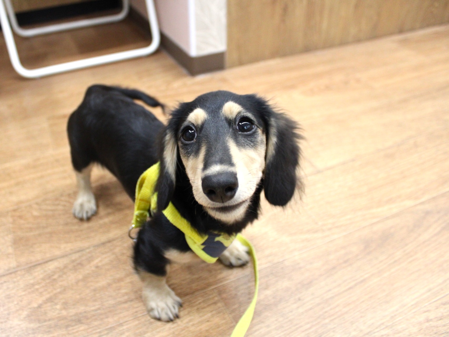 ミニチュアダックスフント25-0784