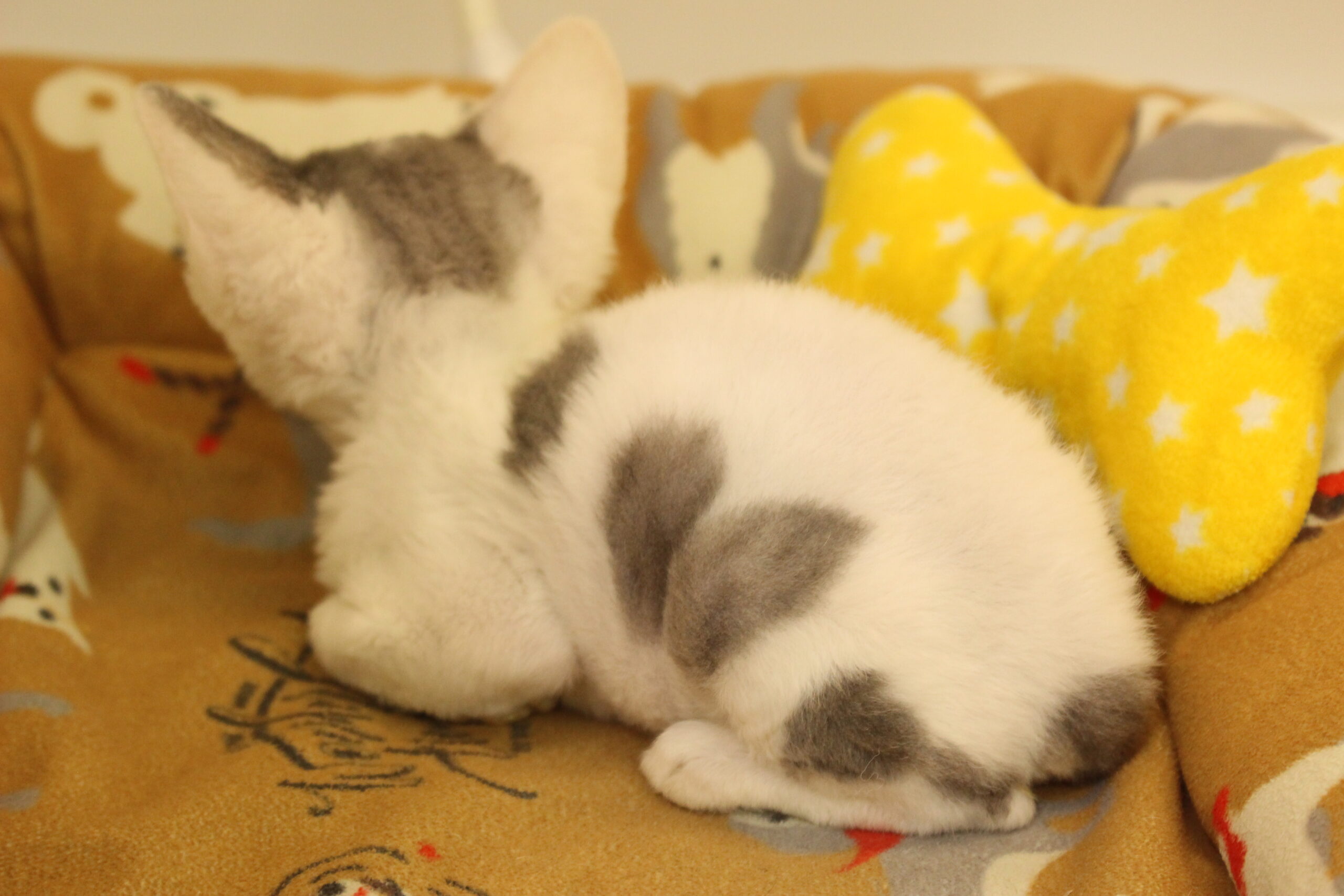 加古川店：激レア✨猫ちゃん登場の巻乁( ˙ω˙ 乁) | ペットプラザ