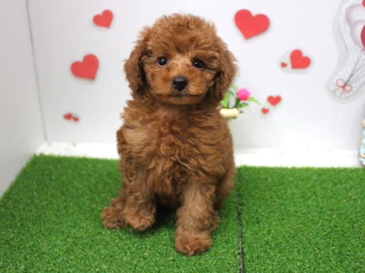 トイプ-ドル25-0850