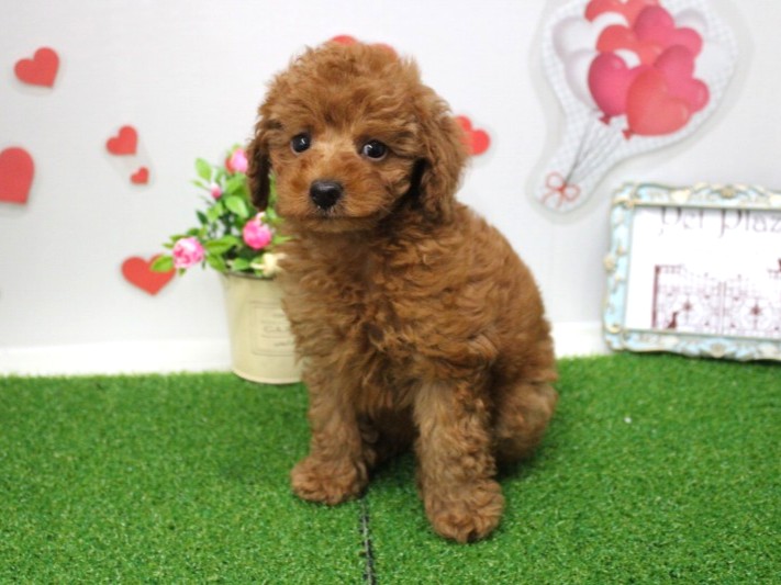 トイプ-ドル25-0850