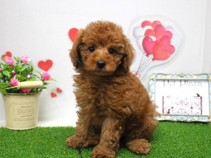 トイプ-ドル25-0850