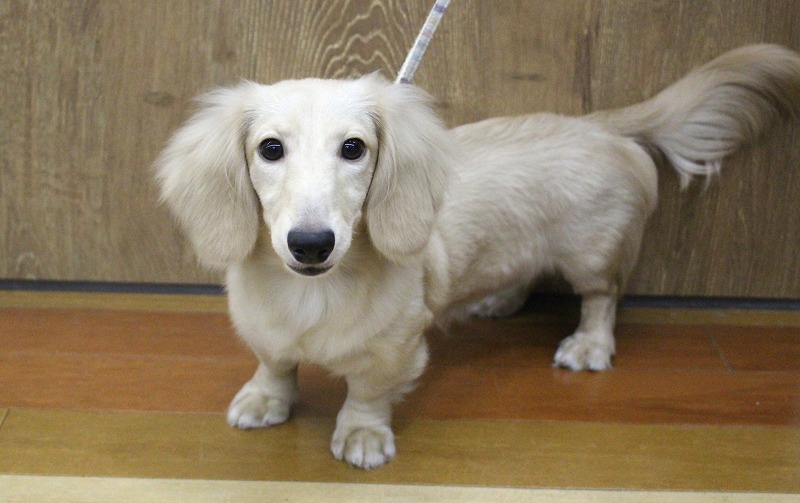 ミニチュアダックスフンド25-0415