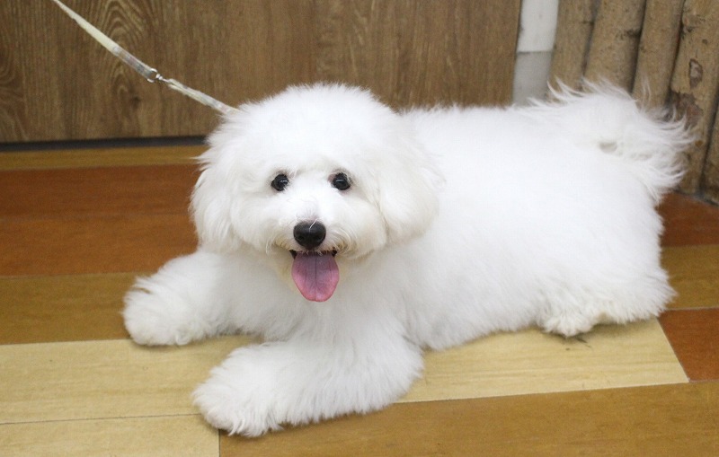 ビションフリーゼ25-0581