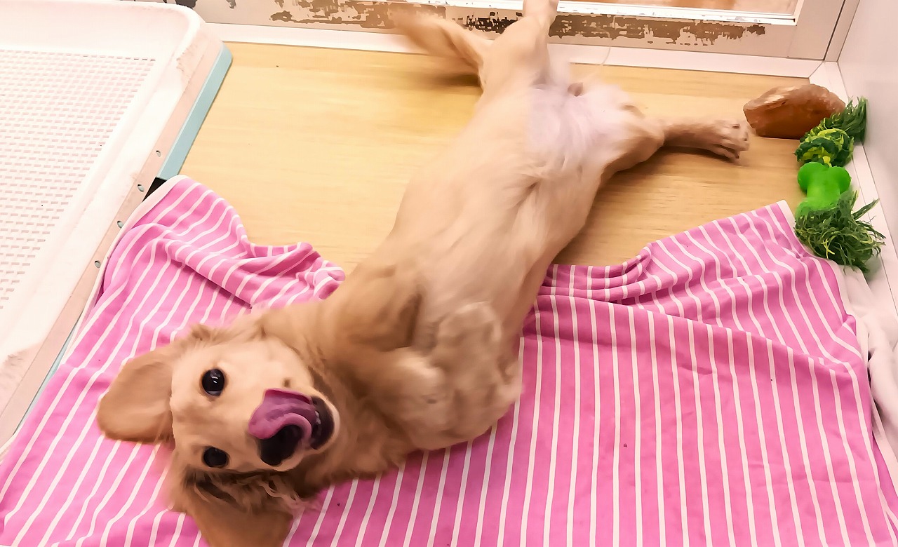 ミニチュアダックスフンド25-0415