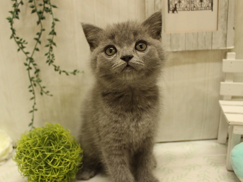 ブリティッシュショートヘアー25-0886