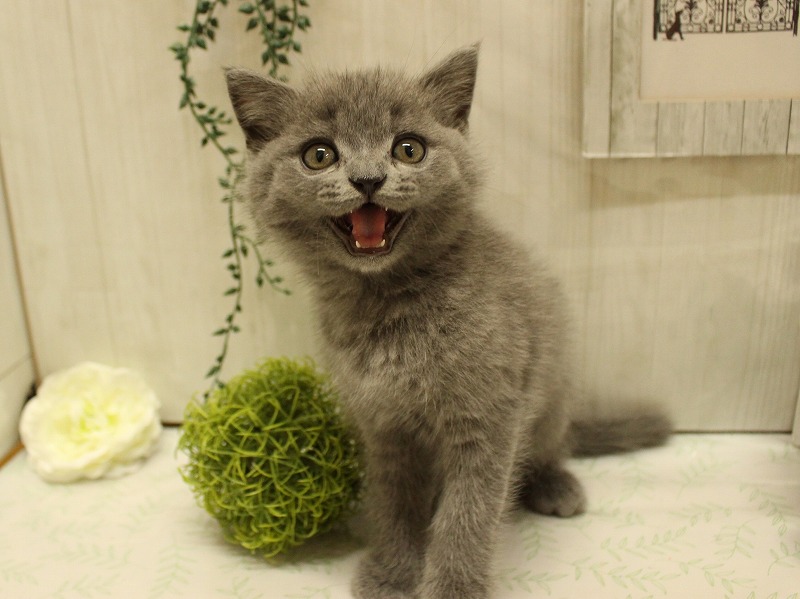 ブリティッシュショートヘアー25-0886