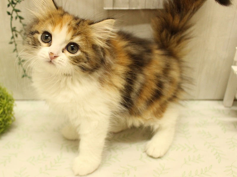 スコティッシュフォールド25-0903