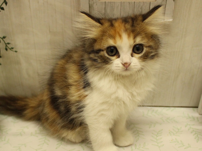 スコティッシュフォールド25-0903